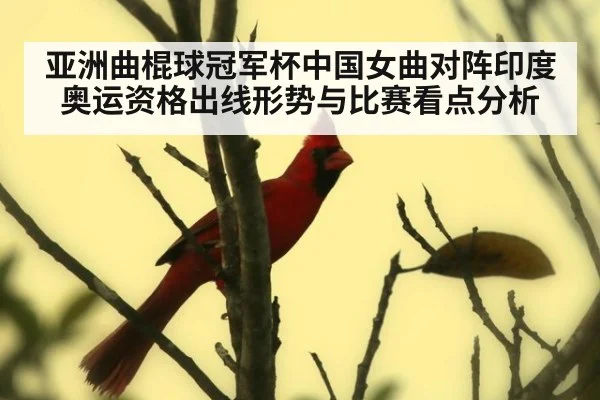 亚洲曲棍球冠军杯中国女曲对阵印度奥运资格出线形势与比赛看点分析